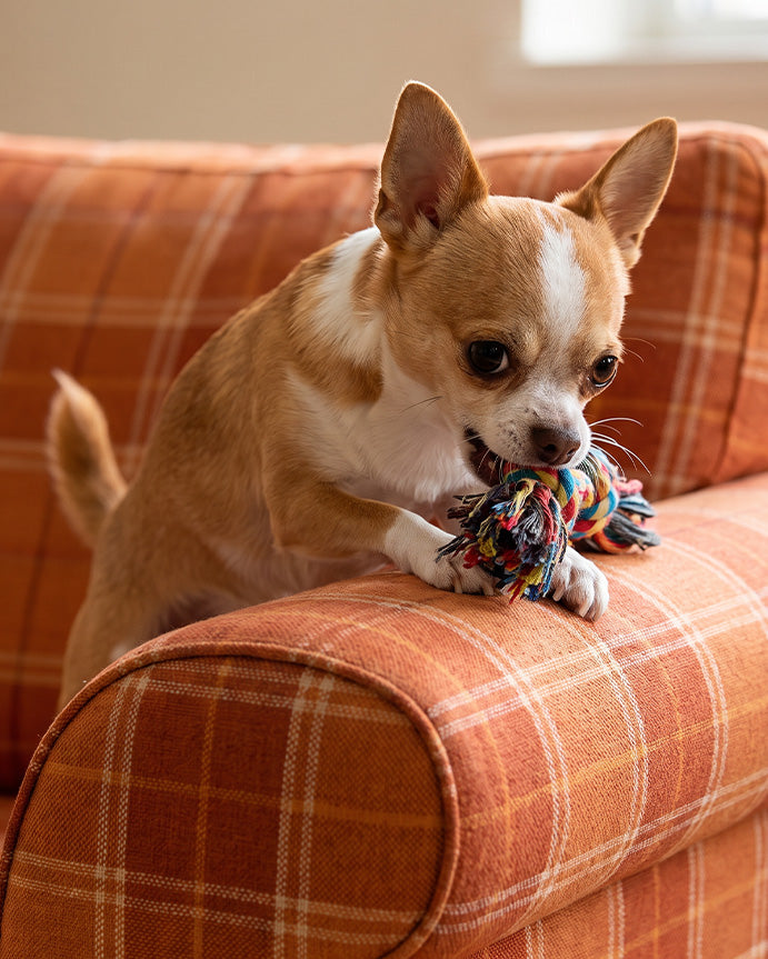 Chihuahua's
