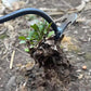 🌿✨ Handgereedschap voor onkruidverdelgers👩‍🌾KOOP 1, KRIJG 1 GRATIS