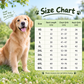 🔥📢 Tijdelijke aanbieding! 🔥🐕 Transparante waterdichte regenjas voor honden – Houd je hond droog en goed zichtbaar tijdens regenachtige wandelingen 🌧️